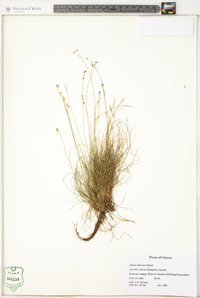 Carex eburnea image