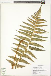 Dryopteris filix-mas image