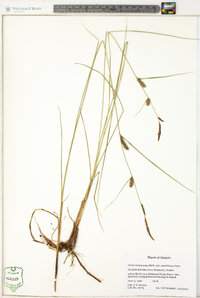 Carex lasiocarpa image