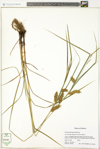 Carex tuckermanii image