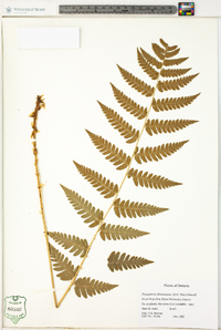 Dryopteris clintoniana image