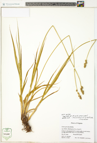 Carex gravida image