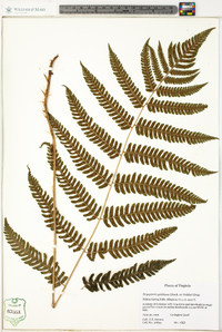 Dryopteris goldieana image