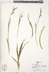 Carex striatula image