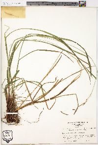 Carex virescens image