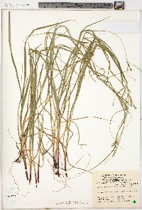 Carex virescens image