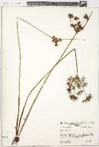 Cyperus haspan image