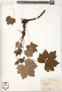 Heuchera americana image