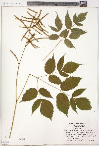 Aruncus dioicus image