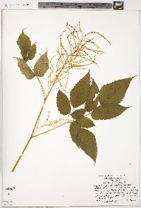 Aruncus dioicus image