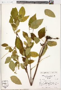 Rubus argutus image