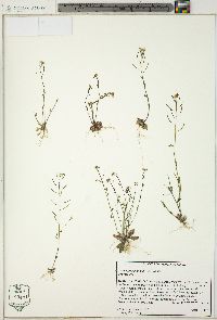 Arabidopsis thaliana image