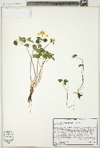 Thalictrum thalictroides image