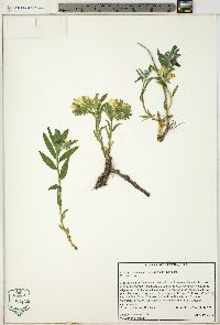 Lithospermum canescens image