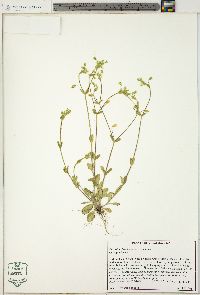 Cerastium brachypetalum image