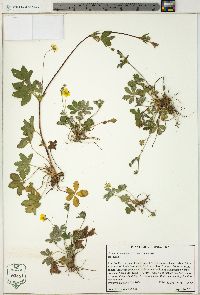 Potentilla canadensis image