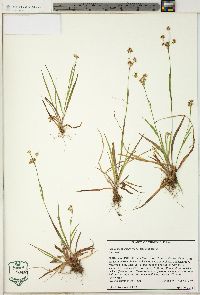 Luzula bulbosa image