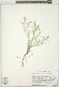 Cardamine parviflora image