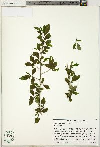 Ilex decidua var. decidua image