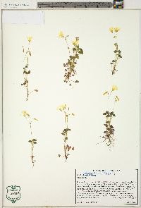 Oxalis colorea image