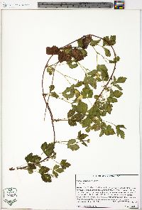 Rubus flagellaris image