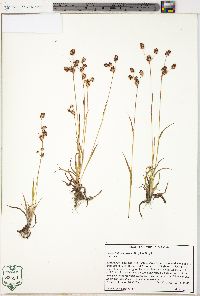 Luzula bulbosa image