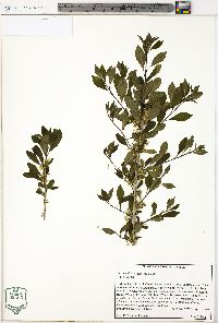 Ilex decidua var. decidua image