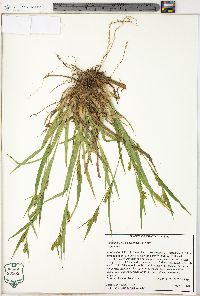 Carex glaucodea image