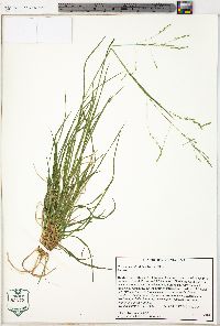 Poa autumnalis image