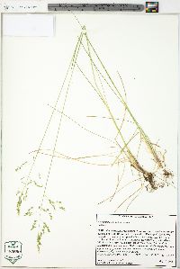 Poa pratensis subsp. pratensis image