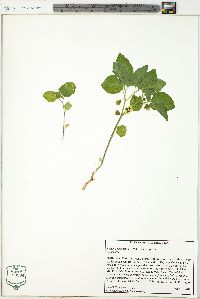 Physalis virginiana var. virginiana image