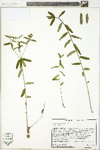 Euphorbia pubentissima image