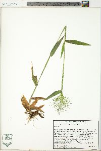 Dichanthelium annulum image