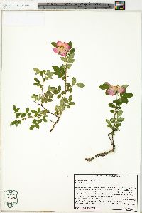 Rosa carolina subsp. carolina image