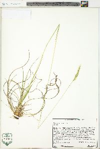 Danthonia sericea image