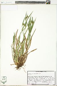 Carex glaucodea image