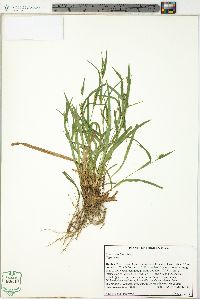 Carex crebriflora image