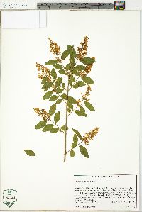 Ligustrum sinense image