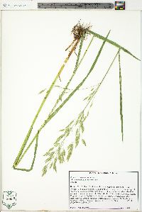 Bromus commutatus image