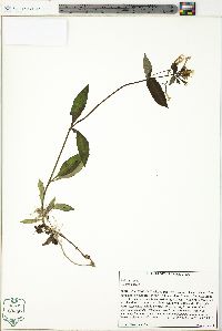 Phlox ovata image