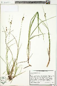 Carex caroliniana image