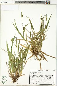 Carex glaucodea image