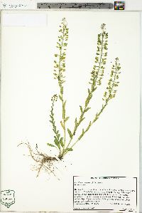 Lepidium campestre image