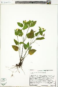 Chrysogonum virginianum image