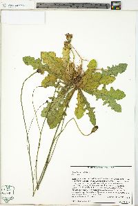 Hypochaeris radicata image