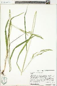 Festuca subverticillata image