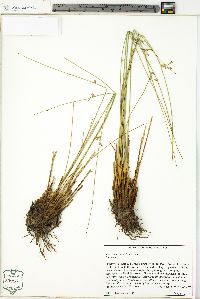 Juncus coriaceus image