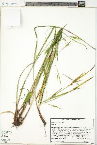 Scleria oligantha image