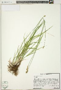 Carex normalis image