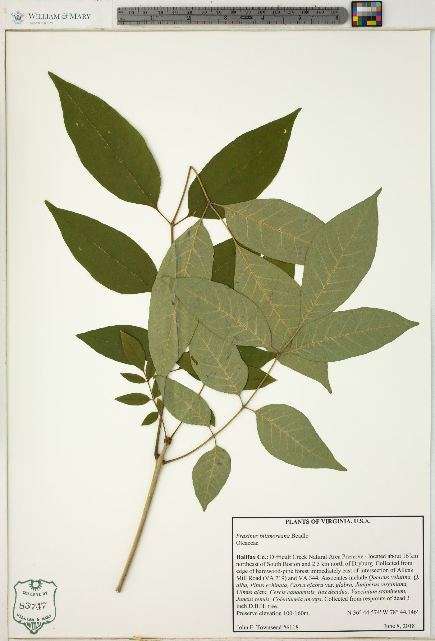 Fraxinus biltmoreana image